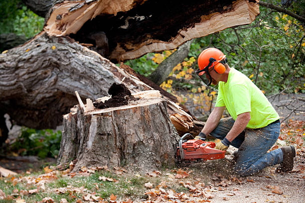 Best Tree Trimming and Pruning  in Wetherington, OH