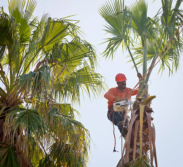 Wetherington, OH Tree Services Company